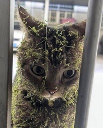 avatar_cat20121